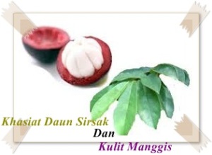 kulit manggis dan daun sirsak sebagai pengobatan mola hidatidosa tradisional herbal alami